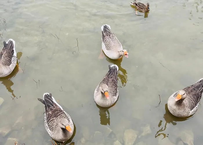 Maison d'hôtes Eden Aux Hirondelles Samer